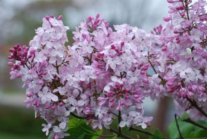 fenelon lilac for NP March 2015 article
